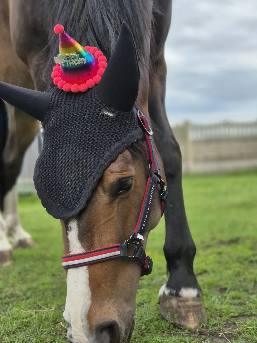 Koń w urodzinowej czapeczce na wybiegu stajni Shergar